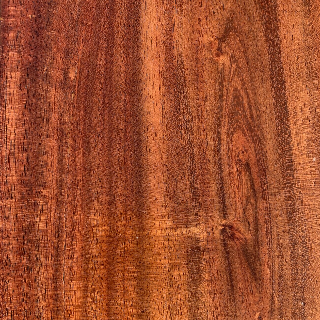 campione di legno di robinia