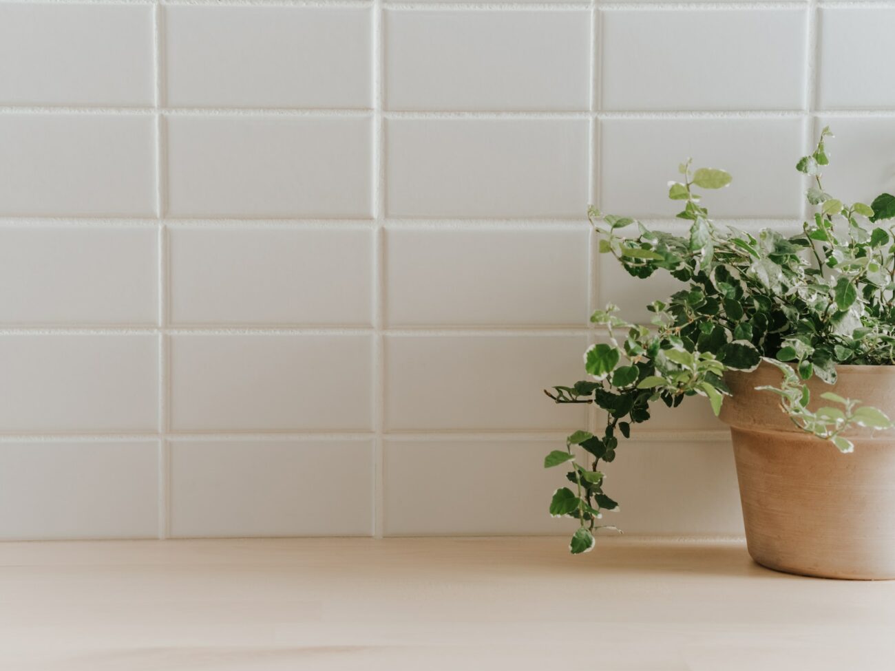 Carreaux en céramique avec plante